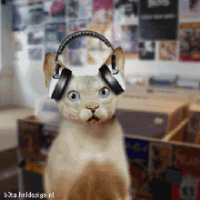 猫猫搞笑大全