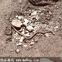 什么叫蛇精病！