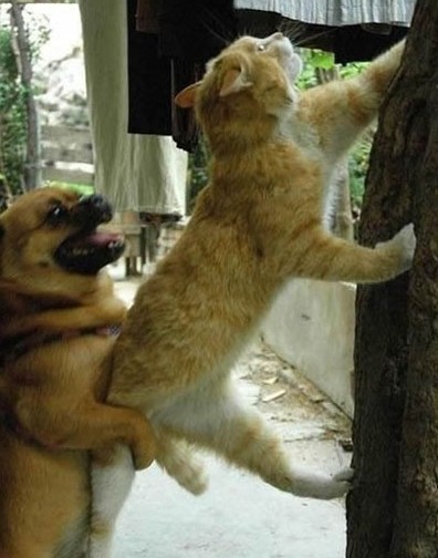 每当我求上进的时候！总有一个狗日的把我往下拽