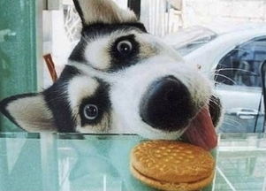 好听话的女盆友