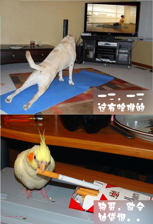 狗哥，歇会抽袋烟