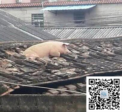 猪急会上树，急得厉害就上屋!