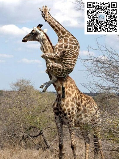长颈鹿妈妈是这样子带孩子的。