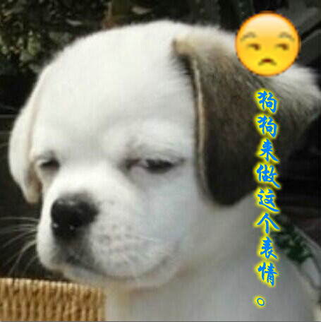 超强模仿力的狗狗