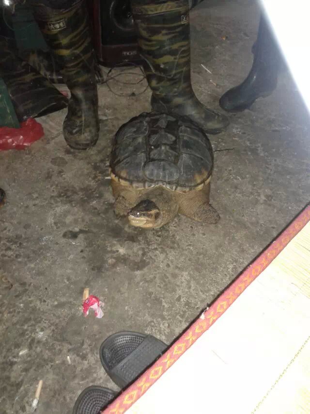 标题被下面这货吃了