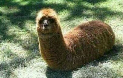 你可能不知道，草泥马坐着的时候，被称为“翔抬头”