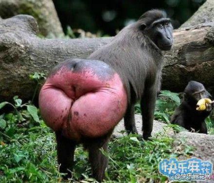 神马东东以及神马情况