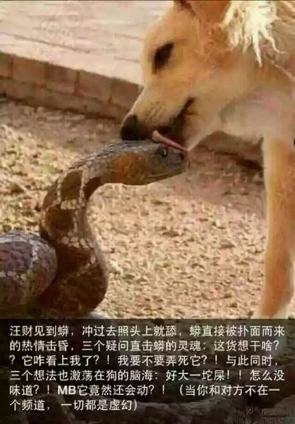 小狗见到响尾蛇