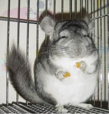 ……龙……猫……