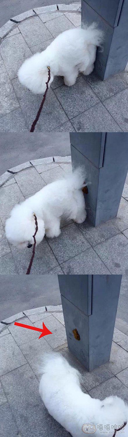 拉个便便也要这么任性吗？