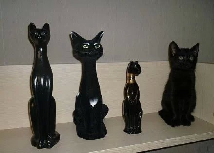 有位网友说，翻遍了整个屋子都没找到他家的黑猫，最后发现。。。