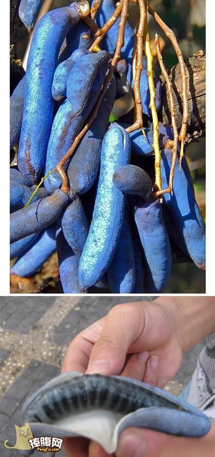 神农架野香蕉。。。