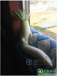 你确定这是萝卜?