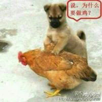 说，为什么做鸡