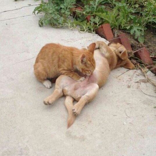 谁说猫狗不能相爱