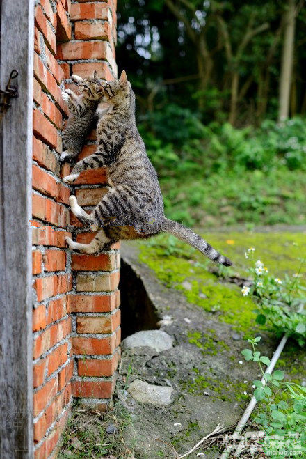 麻麻飞檐走壁送我回家