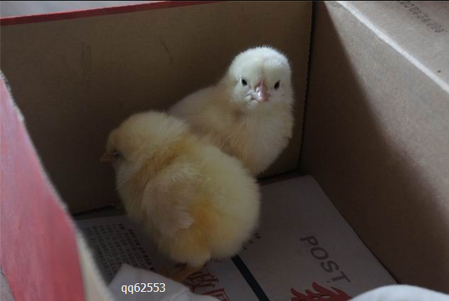 刚刚花大钱收购来的神鸟 听说养大会说人话 此刻学小鸡叫很是逼真