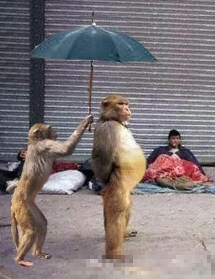 这两猴子，好眼熟！