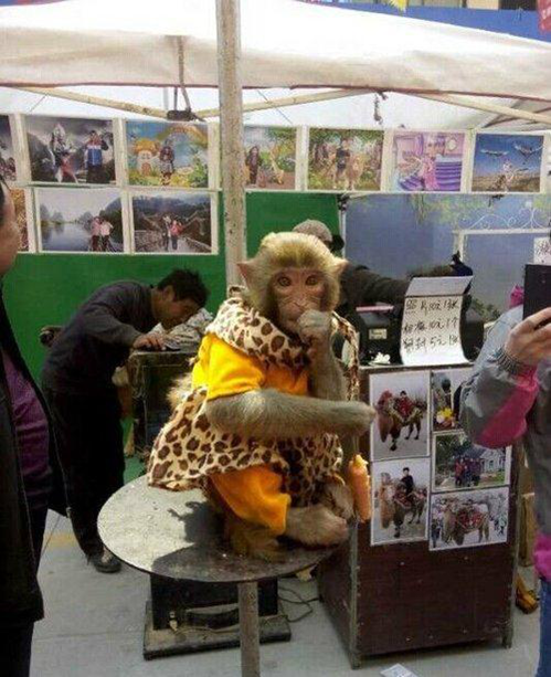 猴哥...等生意呢.........