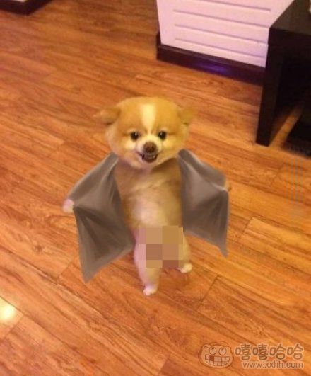 哈哈尼玛