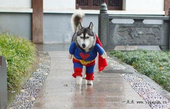 都让开，二哈超人来鸟