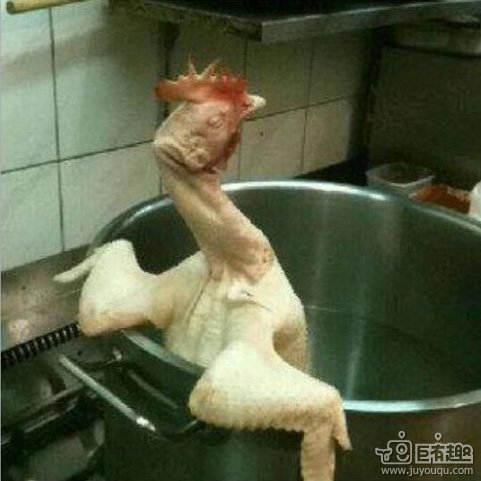 鸡都会泡温泉了。。。