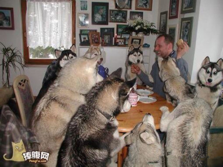 假如你家有这么一群二哈！……