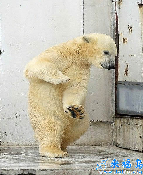 我来叫你们打太级