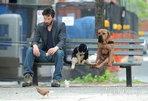 那人，那猫，那狗。