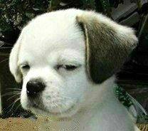 标题写什么呢？？？