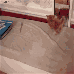看那只猫！