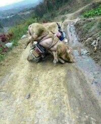 赵志强，让你骑车拖猪不要看黄美玲，叫你不听！