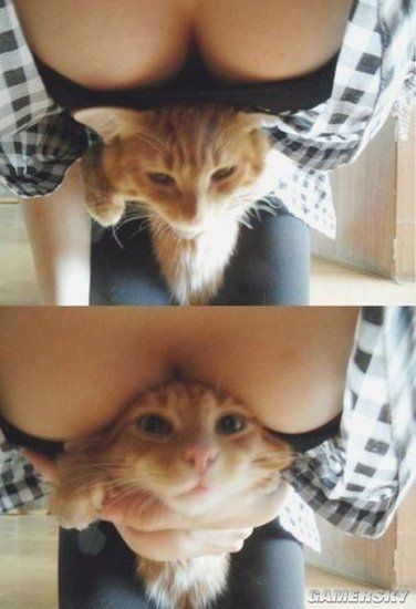 禽兽 放开那猫咪 让我来
