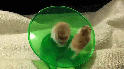二逼伙伴