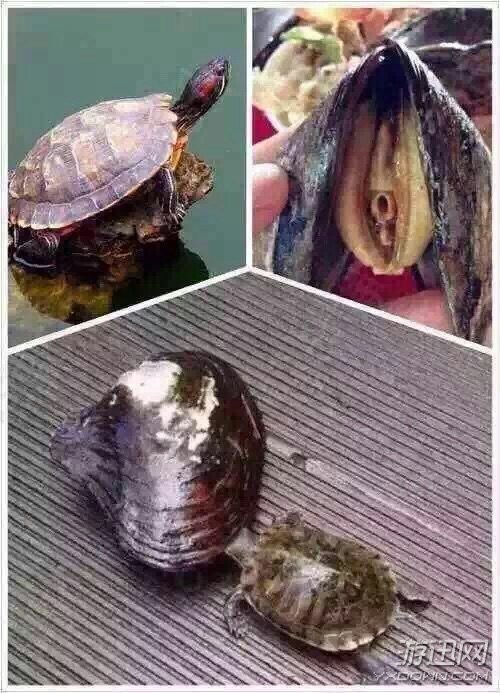龟蚌相争
