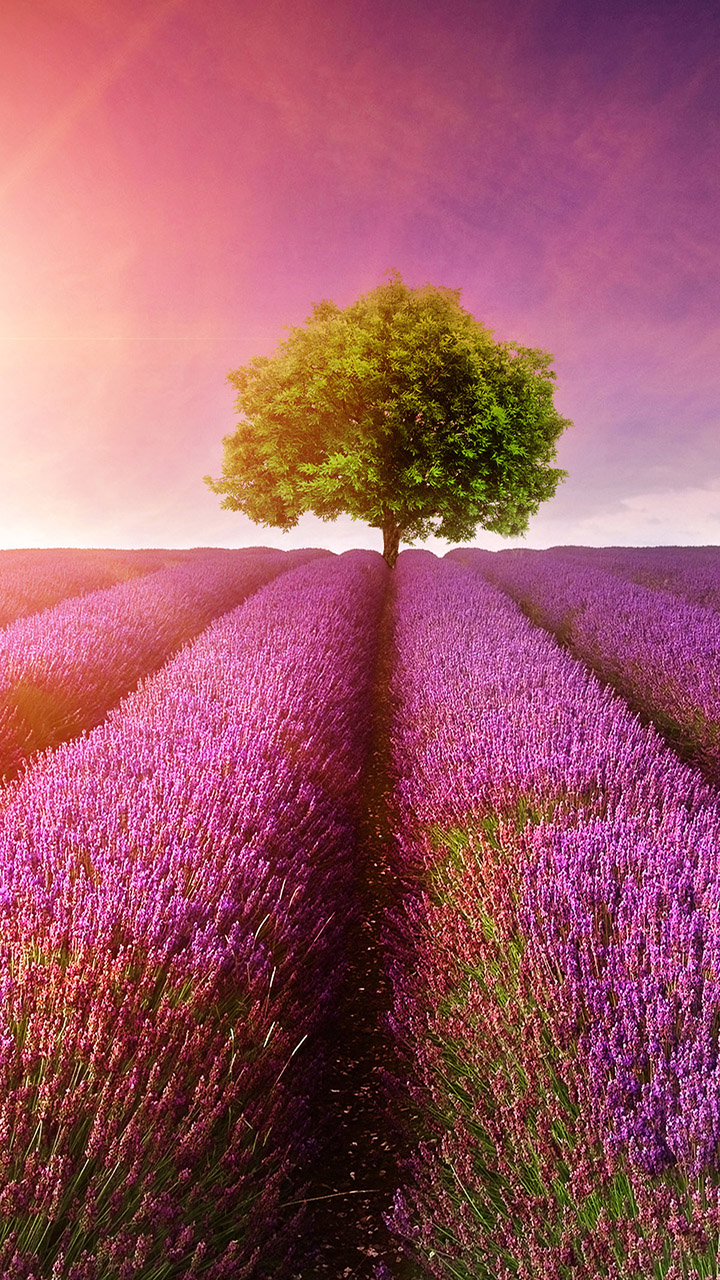 漏出的菊花
