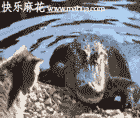 事实证明 再凶猛的鱼也怕喵