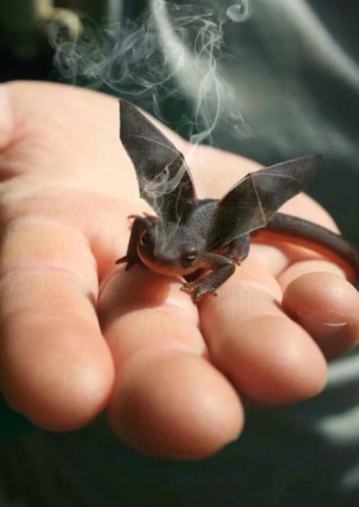 我要成为驯龙高手