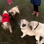 狗狗主人的内心几乎是崩溃的