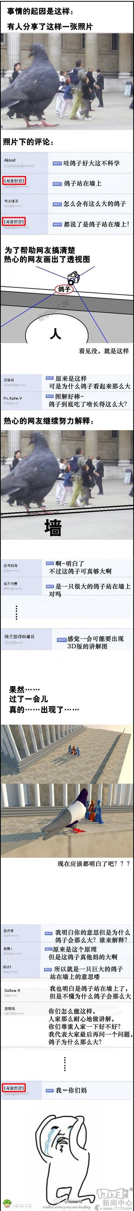 鸽子为啥这么大嘞！！